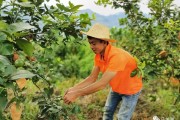 柑橘 檸檬種植技術員工作_你和比自己小的男生曖昧過嗎