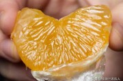 柑橘種植技術施肥_柑橘適合什么型的肥料