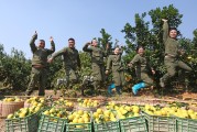 贛州柑橘種植技術視頻_廣西能種橙子嗎