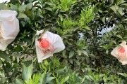 柑橘開花后如何防治病蟲害_柑桔管理技術與農藥配用