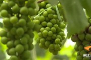 廣東柑橘種植技術有名專家_柑橘種植需要注意什么