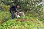 春夏季柑橘種植技術_柑桔一年四季都可以用的農藥