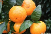 湛江柑橘種植技術價格_含多少氯對柑橘沒壞處