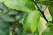 柑橘哪些病蟲害最嚴重_苯甲丙環唑在柑橘上的應用