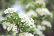 柑橘開花可以打藥嗎？關(guān)鍵期用藥安全指南解析