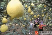 玉林柑橘苗種植技術(shù)_今年的水果為什么這么貴 玉林柑橘苗種植技術(shù)_今年的水果為什么這么貴