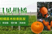 沃柑樹能活多少年（沃柑樹苗一般幾年結果）