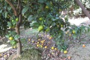柑橘樹下種植技術_陳皮苗種植距離