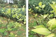 眉山柑橘種植技術員_榮縣古佳鎮人口有多少