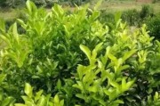 柑橘種植技術知識大全_塔羅科血橙有什么關鍵栽培技術