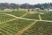 柑橘水平種植技術視頻_柑橘葉片鄒頂葉發(fā)不出來請問什么原因造成的