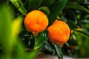 柑橘4月份病蟲害防治用藥_預(yù)防柑橘木虱四個關(guān)鍵期