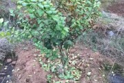 柑橘肥害要多少天恢復_柑橘樹養根護根最關鍵的時期怎樣管理