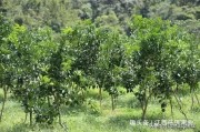 紅寶石柑橘種植技術_廣西有什么好的品種水果種植前景