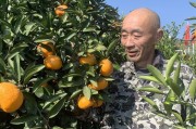柏泉柑橘種植技術_武漢的水果特產有什么