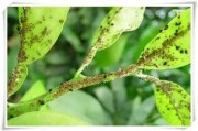柑橘苗圃種植管理技術_柑橘潰瘍病高發期來襲