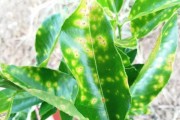 怎么防止柑橘潰瘍病蟲害發生_柑橘園里修剪的枝條干了還有沒有病菌存在