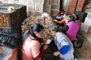 湖北柑橘種植管理技術(shù)指南_湖北適合種什么果樹 湖北柑橘種植管理技術(shù)指南_湖北適合種什么果樹