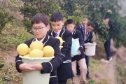 柑橘橙柚種植技術_它能與什么食材一起煲湯