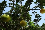 柑橘樹種植技術視頻講解（柑橘樹種植技術視頻講解教程）