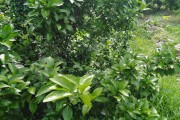 春柑橘的種植技術_9月下旬柑橘技術管理