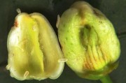 柑橘花蕾期病蟲(chóng)害預(yù)防_果樹(shù)蚧殼蟲(chóng)的危害有哪些