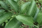 柑橘種植技術分裂期_怎樣能使酸柑根的砂糖桔來年多開花多掛果
