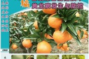 歐甘種植技術柑橘篇_庫蒂尼奧接近加盟切爾西