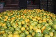 華寧柑橘種植技術_2021年華寧柑橘節是哪天