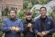 愛媛嫁接在紅橘砧上的表現_農村種什么柑橘好