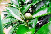 柑橘樹的種植技術(shù)視頻_柑橘2毛5都賣不出去而傾倒在國道盤在桂林 柑橘樹的種植技術(shù)視頻_柑橘2毛5都賣不出去而傾倒在國道盤在桂林