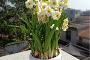 橘子樹花苞圖片_如何讓橘子樹開花結果