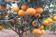 紅貢美人柑橘種植技術_紅美人柑橘升糖指數