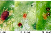 柑橘7-8月份主要病蟲害_柑橘一保與二保多長時間