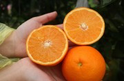 重慶柑橘如何種植技術與管理_2021年南方桔子的產量
