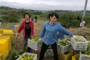 湖南柑橘種植技術和管理_湖南張家界可以種沃柑嗎