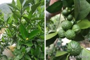 春季柑橘樹預防什么病蟲害_柑橘修剪16口訣