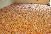 柑橘微生物種植技術_柑橘葉子不夠厚不夠油亮