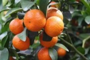 柑橘第三次種植技術_奧林達柑橘種植技術