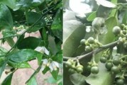 柑橘種植保花保果技術_柑橘二保還需要配九二0嗎
