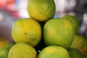 柑橘主要品種介紹視頻:全面解析常見品類特點(diǎn)與栽培技巧 柑橘主要品種介紹視頻:全面解析常見品類特點(diǎn)與栽培技巧