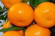 柑橘老葉發(fā)黃脫落正常嗎_現在柑橘岀梢怎樣處理