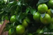 5月份柑橘種植技術與管理_江庭伍橘友柑桔種植技術