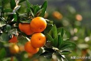 當前柑橘主要病蟲害的防治_氯溴異氰尿酸可用于防治哪些病害