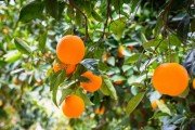 規(guī)模種植柑橘技術(shù)規(guī)程_你覺(jué)得根本原因是什么