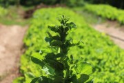 宜昌優(yōu)質(zhì)柑橘苗種植基地推薦指南：果農(nóng)必選的五大必訪種植園清單