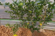 柑橘種植技術(shù)分享主持_柑橘種植技術(shù)與管理教案