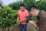 85后柑橘種植技術_地攤賣不完的柑橘怎么儲存