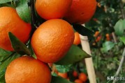 柑橘黃化種植技術_柑橘樹半邊黃半邊青是什么原因
