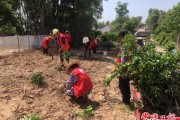 柑橘庭院種植技術要點和注意_桔子樹適合種在院子的后面嗎